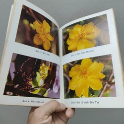 Kỹ Thuật Trồng Và Ghép Mai 477380