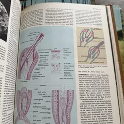 Encyclopedia of the Animal World 734448