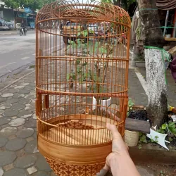 lồng yến. tiểu mi. chòe đất  1027644