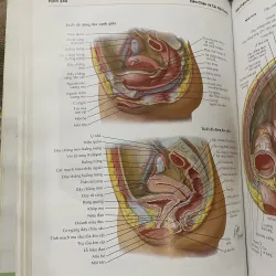 ATLAS GIẢI PHẪU NGƯỜI - FRANK H. NETTER, MD - sách dày, in màu  961602