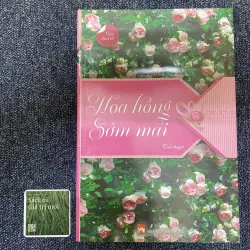 Hoa hồng sớm mai