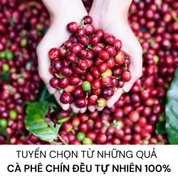 Cà Phê Hạt Rang/Xay - Cà Phê Bột- Cà Phê Hoà Tan - Bột Ca Cao