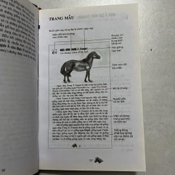 Ngựa và ngựa tơ  518377