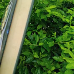 Con gái Ivan, mẹ Ivan của Valentin Rasputin  1002572