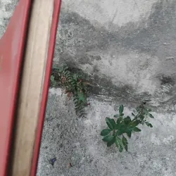 Quyền sư truyện của Trần Việt Trung  1025093