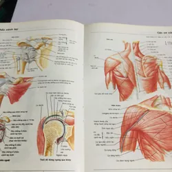 1. ATLAS GIẢI PHẪU NGƯỜI  565267