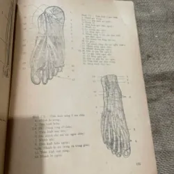 Chẩn đoán x quang lâm sàng BỘ XƯƠNG - BỘ TIẾT NIỆU - HỆ THẦN KINH - SÁCH Y, KHỔ LỚN 573048