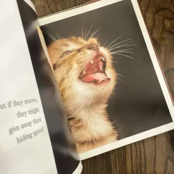 ✨𝑲𝒊𝒕𝒕𝒆𝒏𝒔✨ 693154