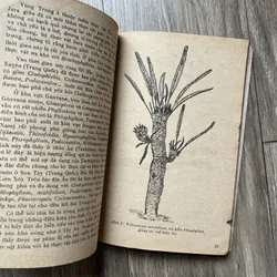 📖 Giới thực vật trong lịch sử trái đất 719242