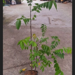 Cây khế chua , cây ươm hạt cao 50cm, như hình 501587