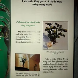 Kỹ thuật trồng hoa và cây lá trong nước 722961