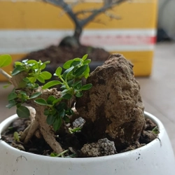 Sam hương ôm đá siêu mini