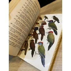 A Field Guide to the Birds of South-East Asia 533827