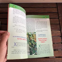 II Cây Cảnh: Xương Rồng Và Cây Mọng Nước (Sách Màu) - Dương Ngọc Hiệp 718583