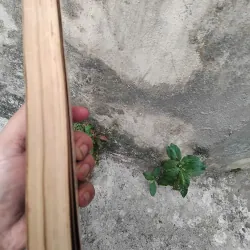 Thiền học Trần Thái Tông của GS Nguyễn Đăng Thục  1019145
