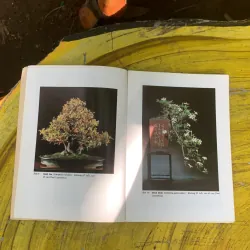  COMBO BONSAI CÂY DÁNG, THẾ VÀ NON BỘ & BONSAI CÂY KIỂNG CỔ 752666