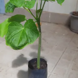 Cây đậu cọc rào, như hình 760975