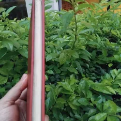 Robinson Crusoe của Daniel Defoe 974356