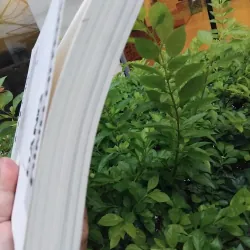 Di cảo Đặng Đình Hưng  976183