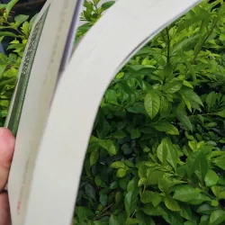 Cổ học điểm tô, nghiên cứu Hán Nôm từ góc nhìn của các nhà khoa học trẻ  975231