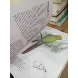 Oiseaux de cage et de volière 696828
