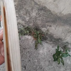 Những kiếp hoa dại của Vương Trí Nhàn  1026224