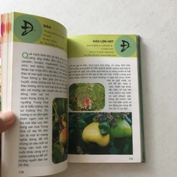 Từ Điển Tranh Về Các Loại Củ, Quả - Lê Quang Long chủ biên 545526
