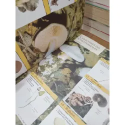 Grand guide encyclopédique des Champignons 712093