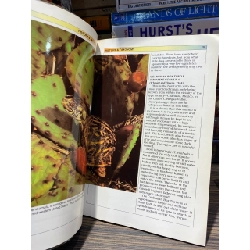 Box Turtles - Jordan Patterson 726815