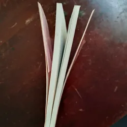 Organ mùa xuân 715536