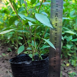 Chậu cây húng quế 478550