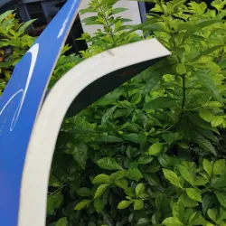 Song tử thơ Như Quỳnh de Prelle 995309