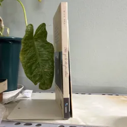 Chắc gì ta đã yêu nhau - Minh Nhật 755589