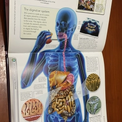 PICTURE BOOK Human body 536365