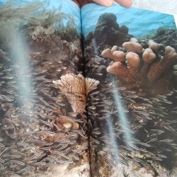 diving indonesia 498938