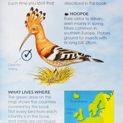 Usborne Spotter's Guides: Birds 195861