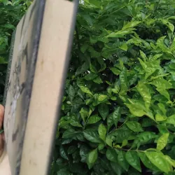 Du ngoạn vòng quanh châu Á trên lưng ngựa của Công tước Viazemski 1020852