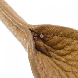 Miu Miu RN0905 Túi - Hàng hiệu Chính hãng 804389