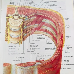 1. ATLAS GIẢI PHẪU NGƯỜI 470948