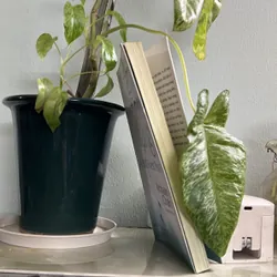 Tâm tĩnh lặng - Achaan Chah - [105 -> 40] 736363