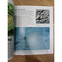 What are Camouflage and Mimicry? - Bobbie Kalman 547747