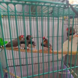 Chim manh manh Nhật trống bông cúc tóc xù - tuổi sinh sản - khoẻ mạnh 994747