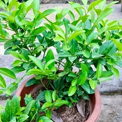 Cây chanh ta ăn lá ăn quả (đang hoa quả) cao 40-50cm