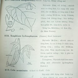 CÂY CỎ MIỀN NAM VIỆT NAM - Phạm Hoàng Hộ 194860