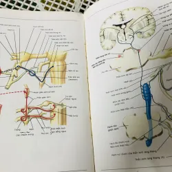 ATLAS GIẢI PHẪU NGƯỜI 1997 799114