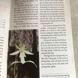 Bốn mùa với phong lan 778942