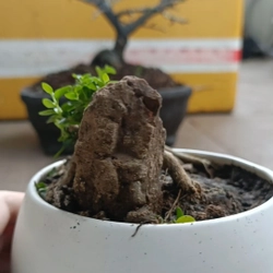 Sam hương ôm đá siêu mini 446280