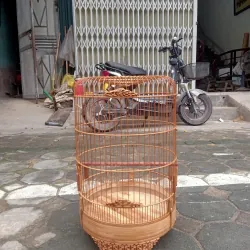 lồng yến. tiểu mi. chòe đất 