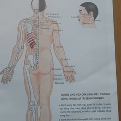 KINH LẠC HUYỆT VỊ  502885
