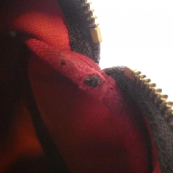 Túi xách Boston Louis Vuitton Damier Speedy 25cm N41365 - Hàng hiệu Chính hãng 770689